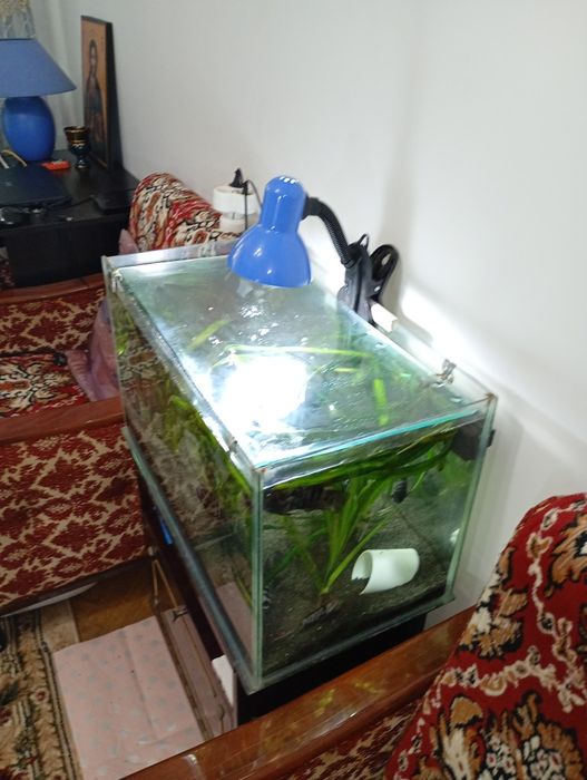 Acvariu de 60 litri cu ciclide