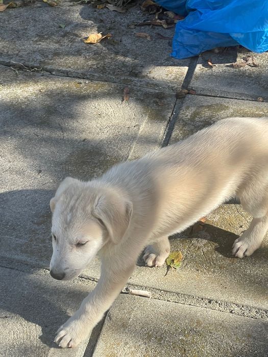 Cățeluși talie medie 2.5 luni