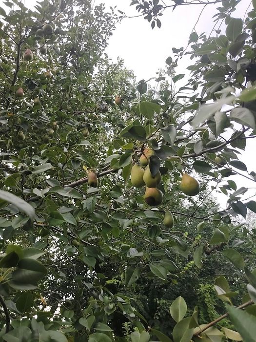 Продам домашние груши