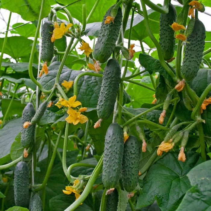 Семена огурца Тотем F1 1000 сем