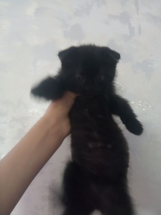 Кошка 2 месяца здоровый мальчик