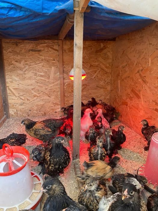 Brahma gold laced