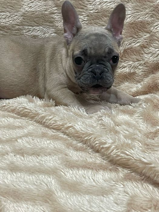 Цветные французы