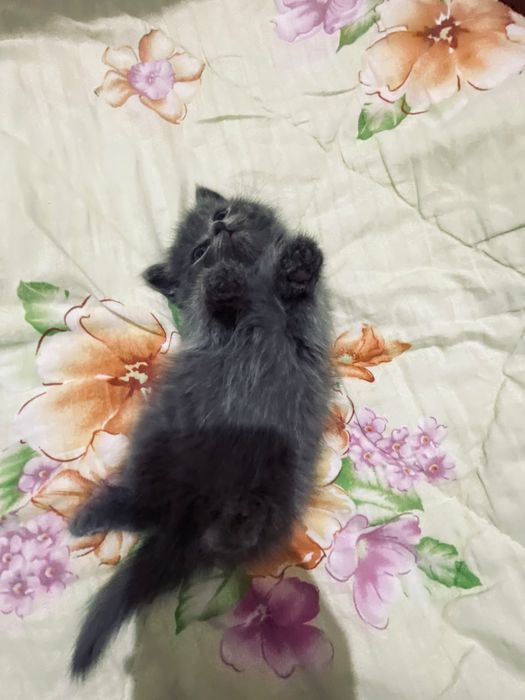 Котик в шымкенте