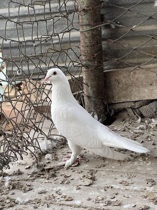Бакинец сапоногий самец голубь
