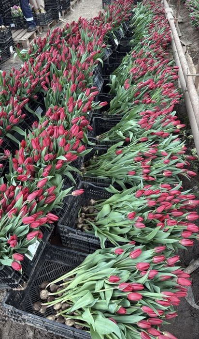 Шикарные тюльпаны в г. Шымкент