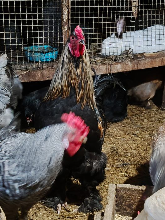 Продам петухов разных
