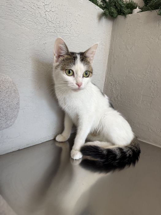 Кошечка Джессика. Стерилизована