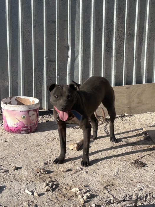 Собака питбуль чистый