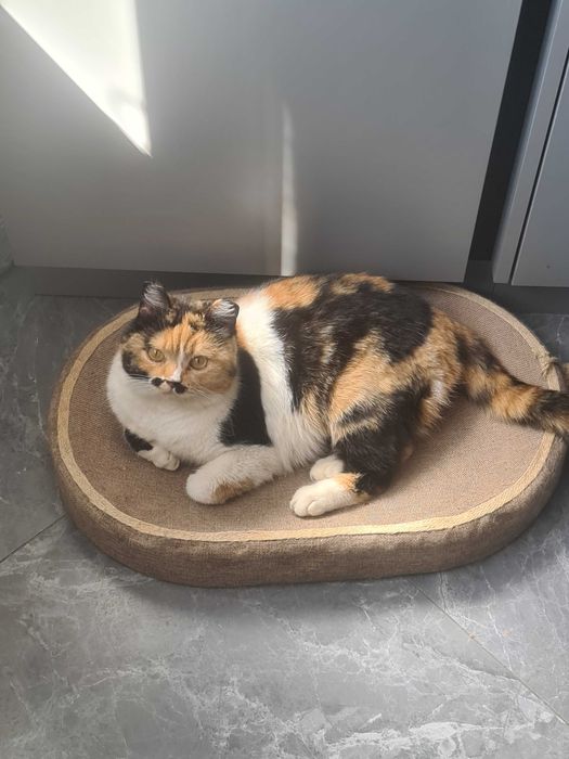 Ищем ответственных хозяев