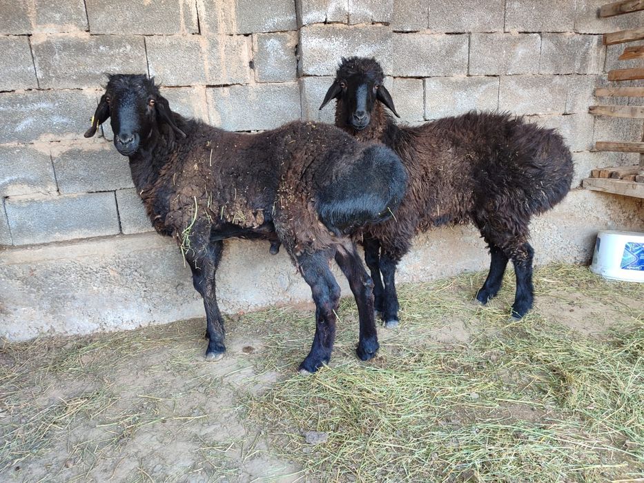 Қошқарлар бар срочно