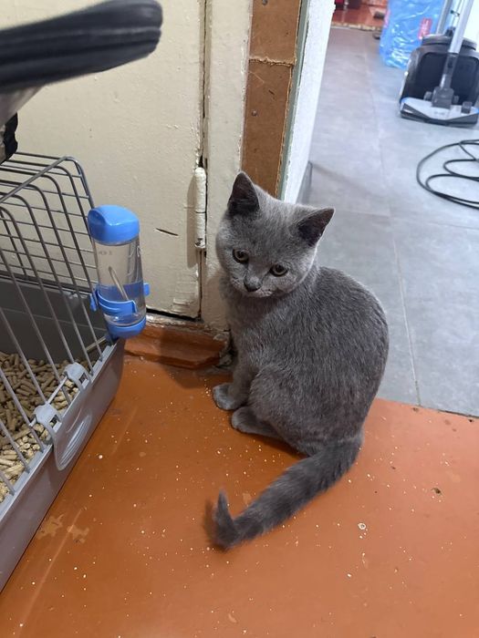 Шотландский кот остраухий
