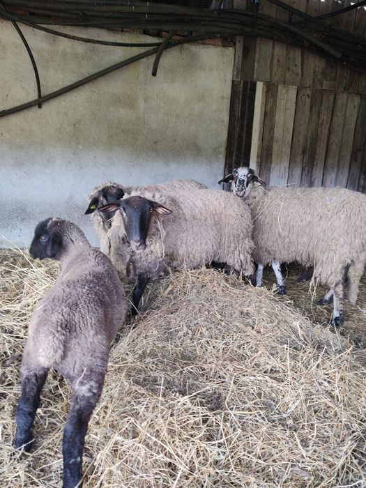 Oi de vânzare ,zona Cluj