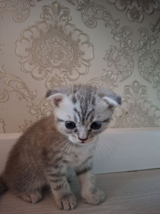 Шотландский котенок 5000