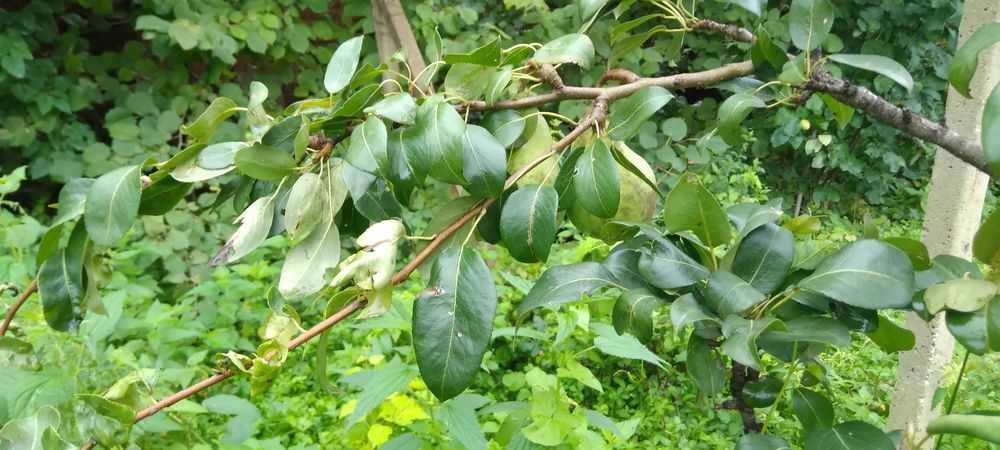 Продава се Парцел в с. Боровци, Област Монтана - 790 кв.м за 16 €/кв.м - Снимка #5