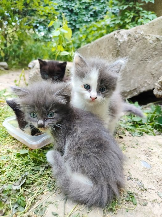 Отдам котят, возраст ~1,5 мес.