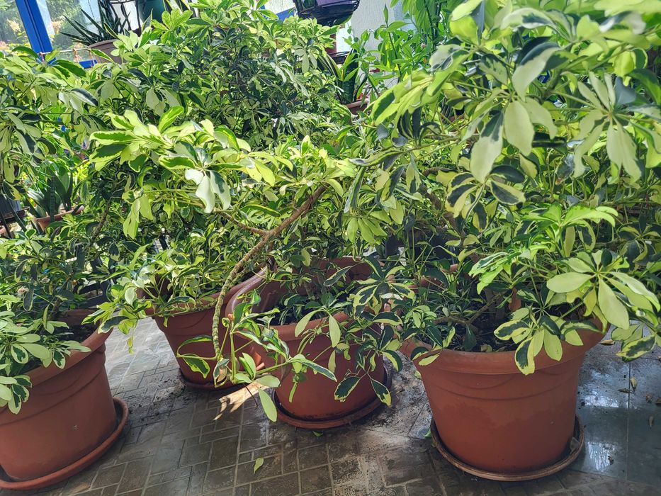 Продам  большие мраморные Шефлеры