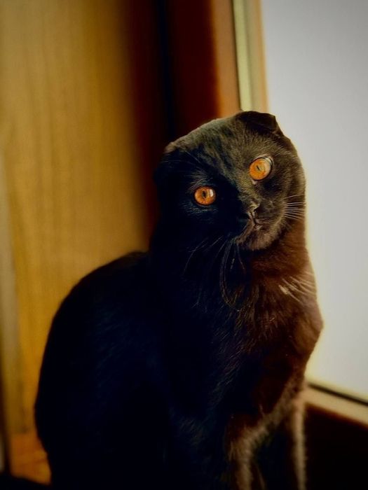 Для вязки чистакровни шотландский вислоуха