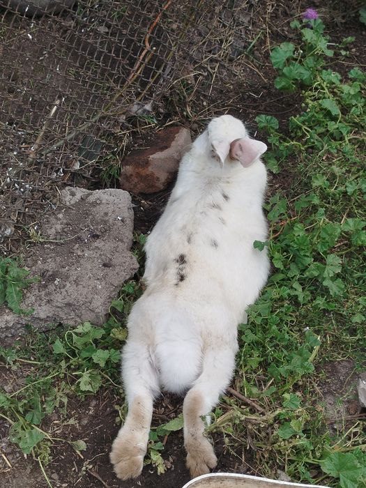 Продам кроликов.