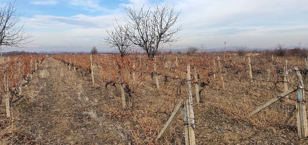 Продава се Земеделски имот в с. Устина, Област Пловдив -  кв.м за 3825 €/дка - Снимка #2