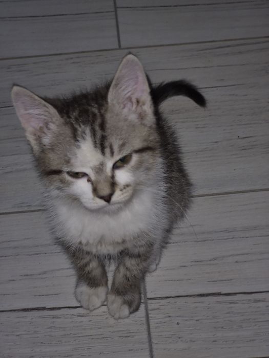 Шотландская кошечка