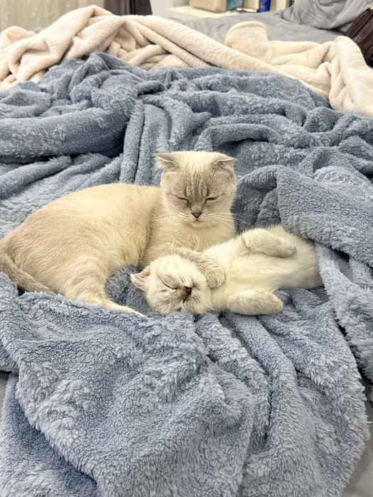 Скотиш фолд мальчики ! Котятам по 3 месяца