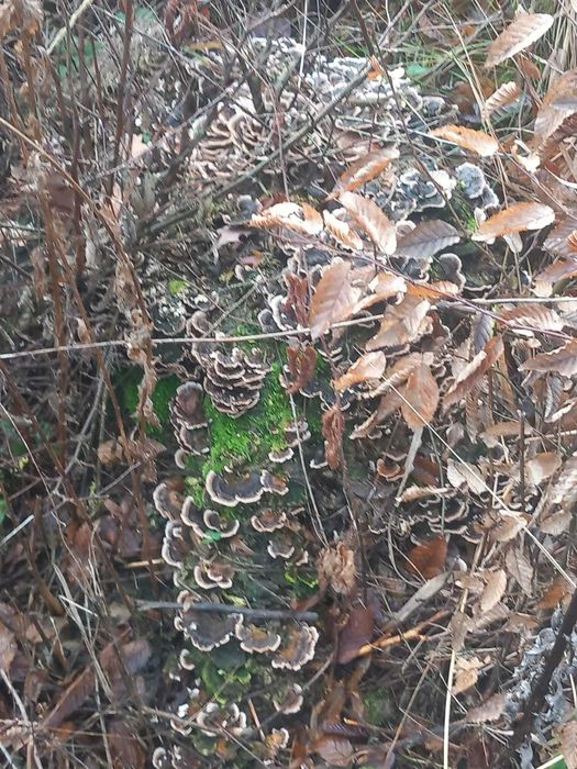 Coada curcanului ciuperca medicinala