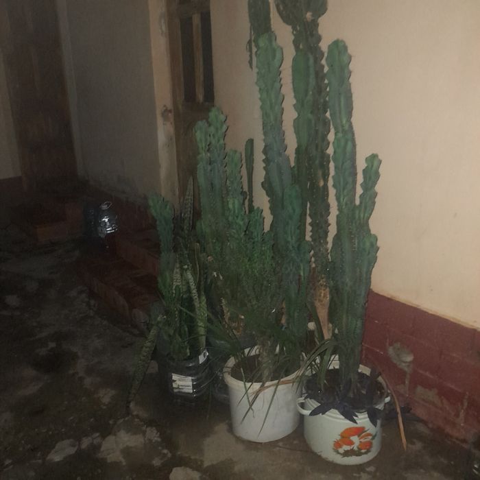 Кактус гуллар сотиладм