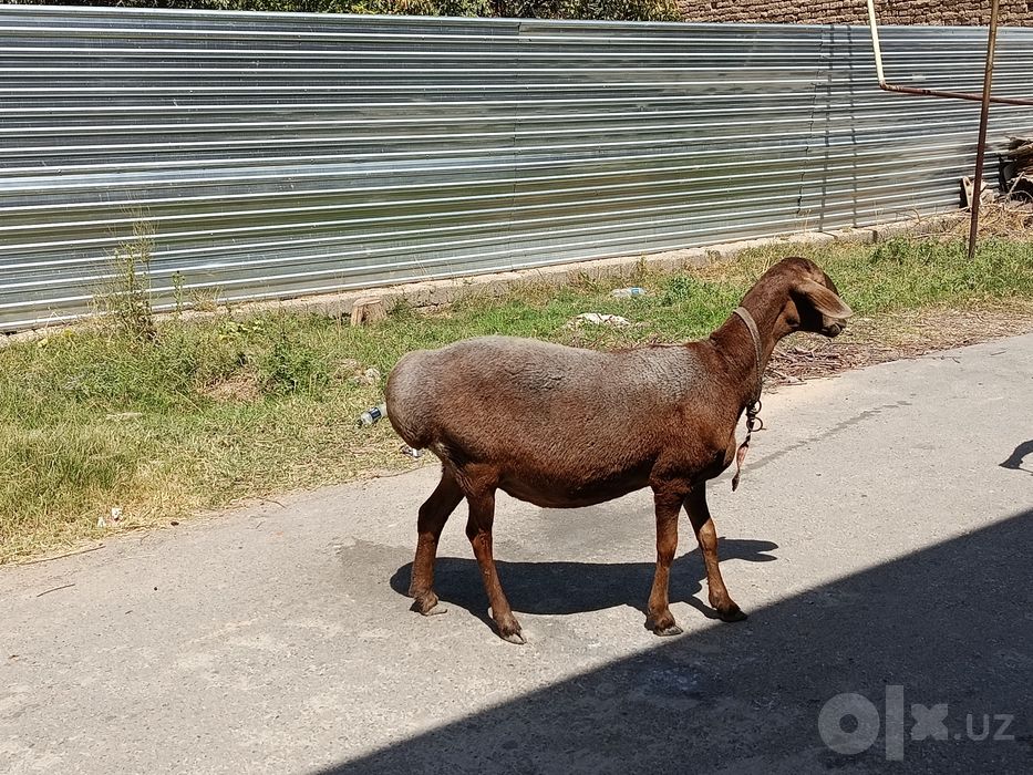 Qoy sotiladi yirik sovliq