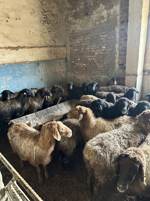 Шаруа қойлар сатамын