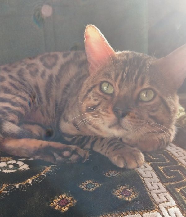 Недорого. Вязка, продажа. Чистокровный, умный бенгал, 2 года.