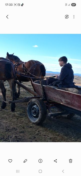 Vând 2 cai tineri 1,8 luni schimb cu vaci