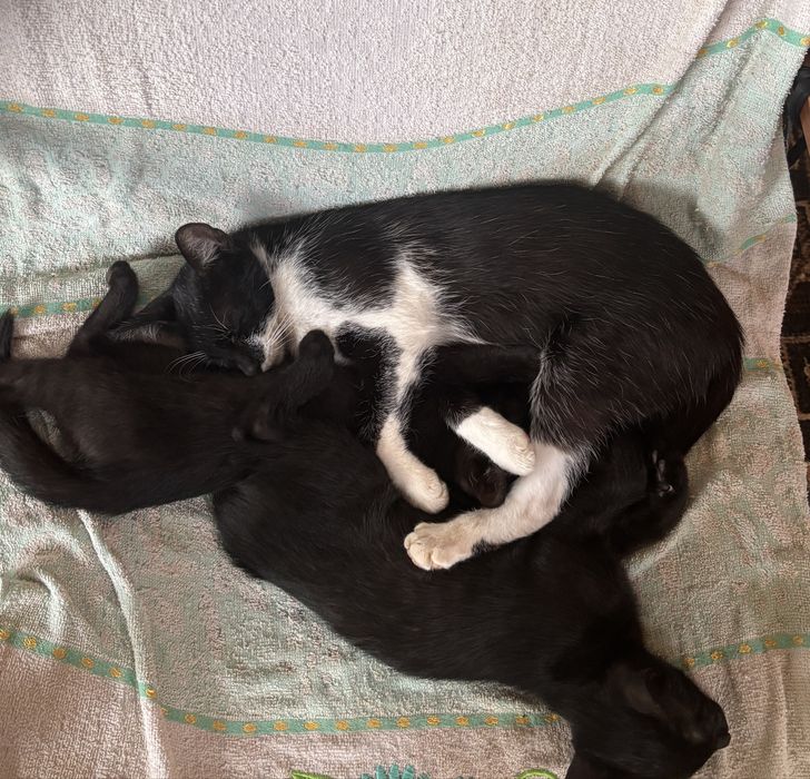Donez pisici de 4 luni
