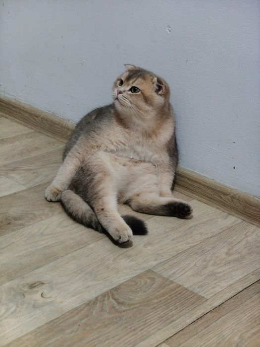 Вязка Котик Фолд Шиншилла