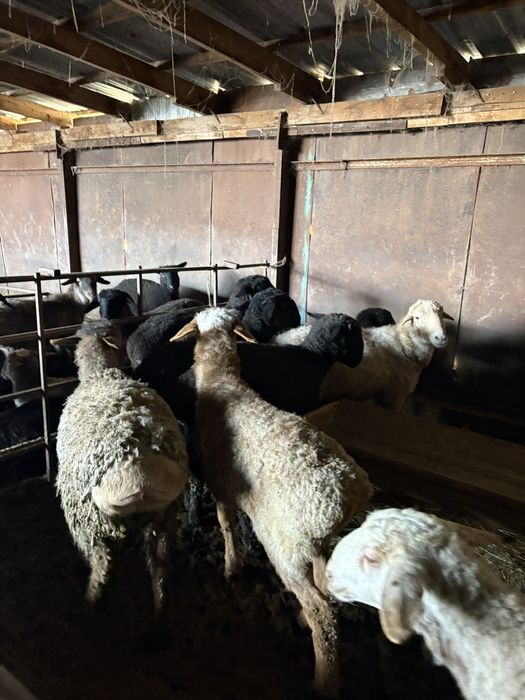 Бараны. Семіз тоқтылар