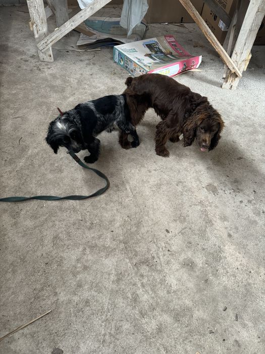 Спаниель девочка , возраст 1 год!!!