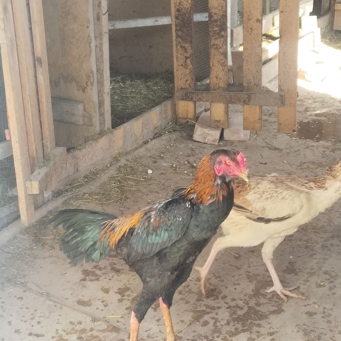 Продам дакана хороших кровей