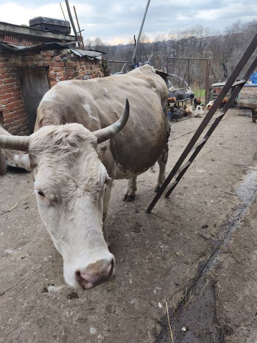 Vaca tânără de vanzare