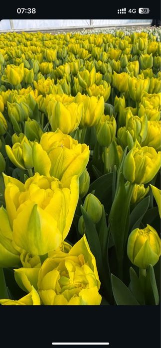 Пионовидные тюльпаны Уральск