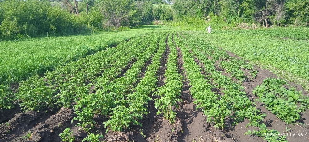 Продам фазенду или дачу