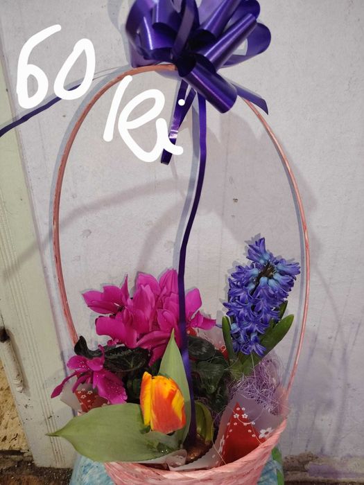 Vand zambile la ghiveci