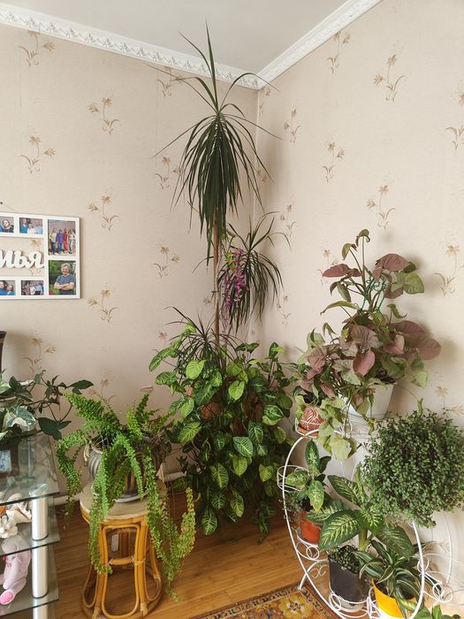 Комнатные цветы.