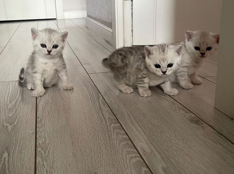 Шотландские котята вискасы