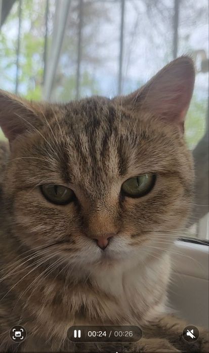 Кошка и котята безплатно