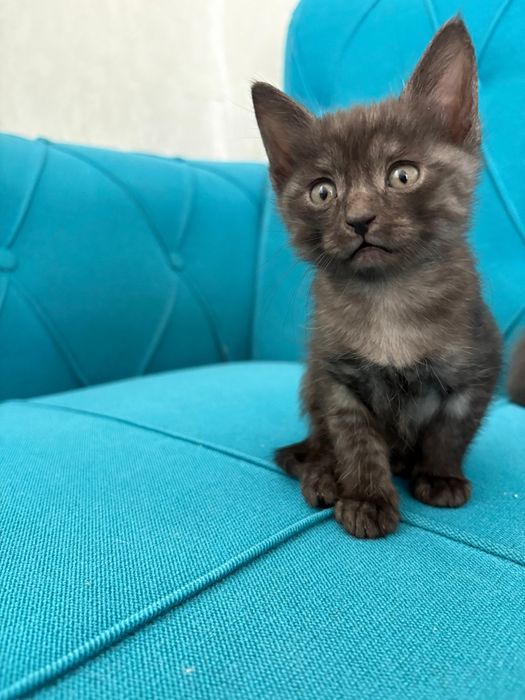 Отдам котят  хорошие руки