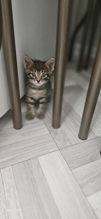 Дарю котят в добрые руки