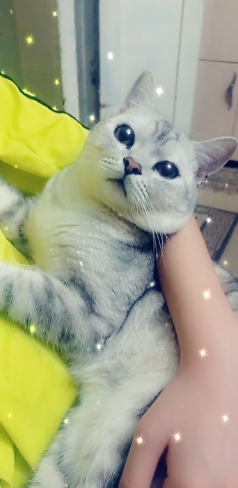 Кот британец прямоухий вязка