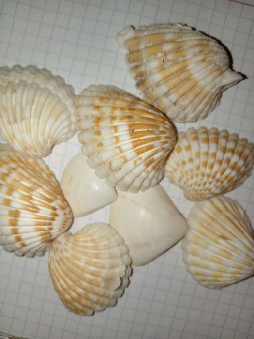 Продам декоративные ракушки