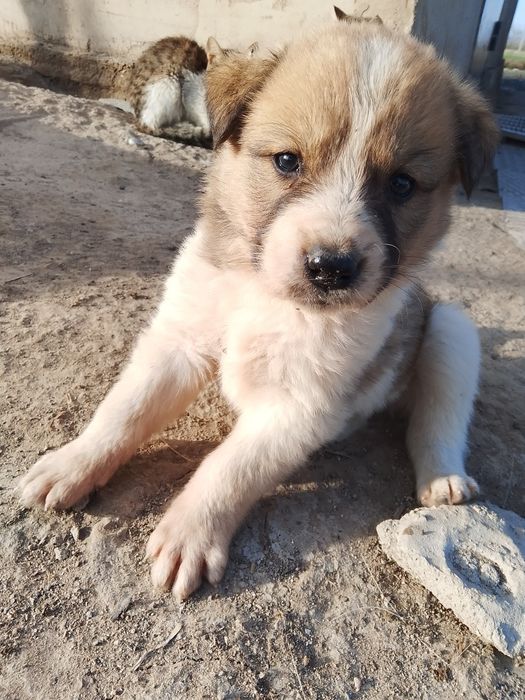 Отдаём щенков в добрые руки:)