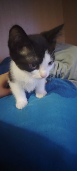 Отдам в хорошие руки котят.